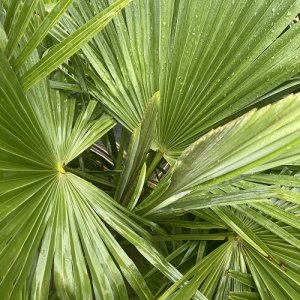 Palma konopná (Trachycarpus fortunei)  - výška kmeňa 50-60 cm, celková výška 120-140 cm (-17°C) 